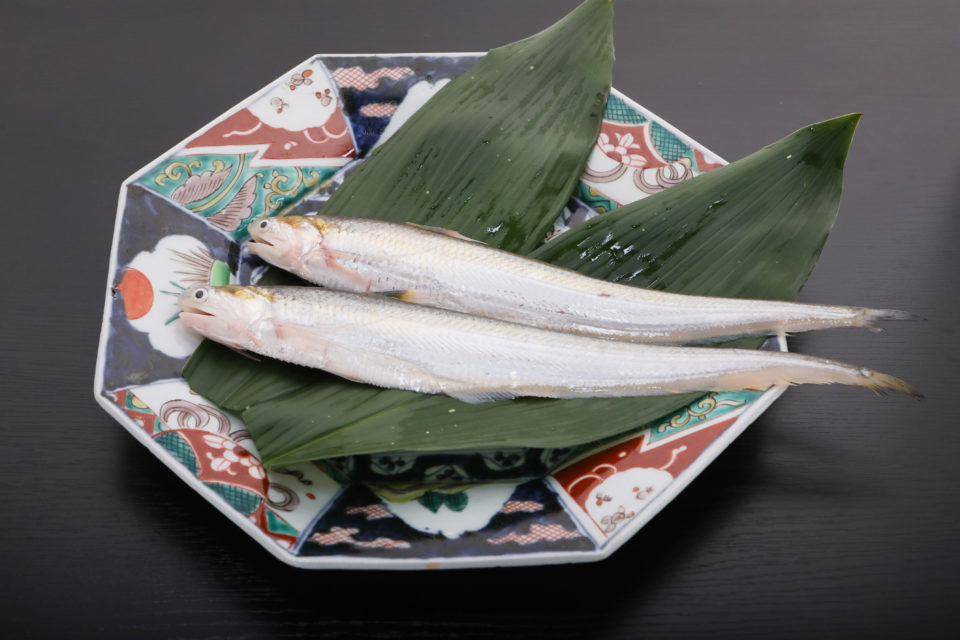 筑後川の斉魚 エツ 福岡県で旬の魚が食べられるスポット紹介 ふくおかの魚フェア