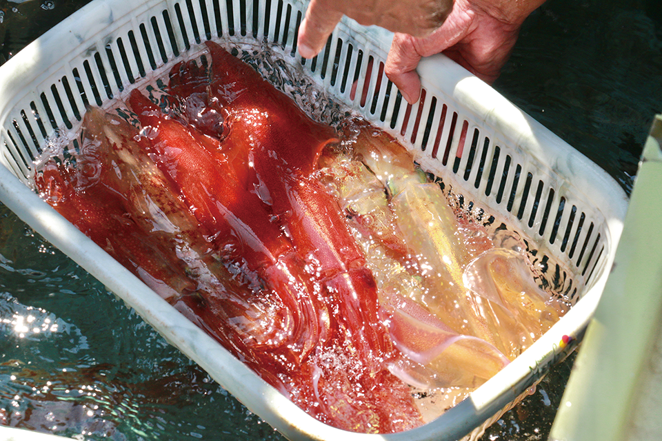 Jf福岡漁連 加工事業所 福岡県で旬の魚が食べられるスポット紹介 ふくおかの魚フェア