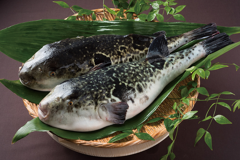 福岡県で旬の魚が食べられるスポット紹介 ふくおかの魚フェア